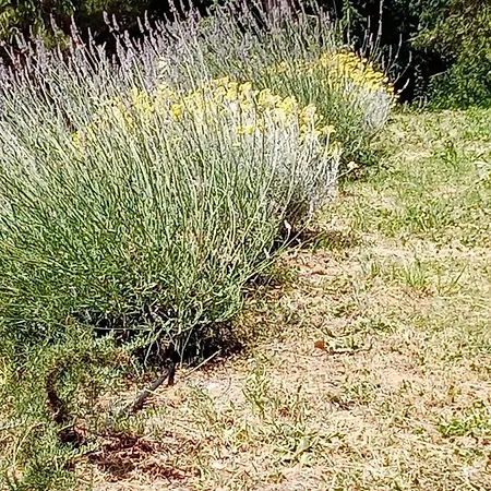 شقة Il Castagno